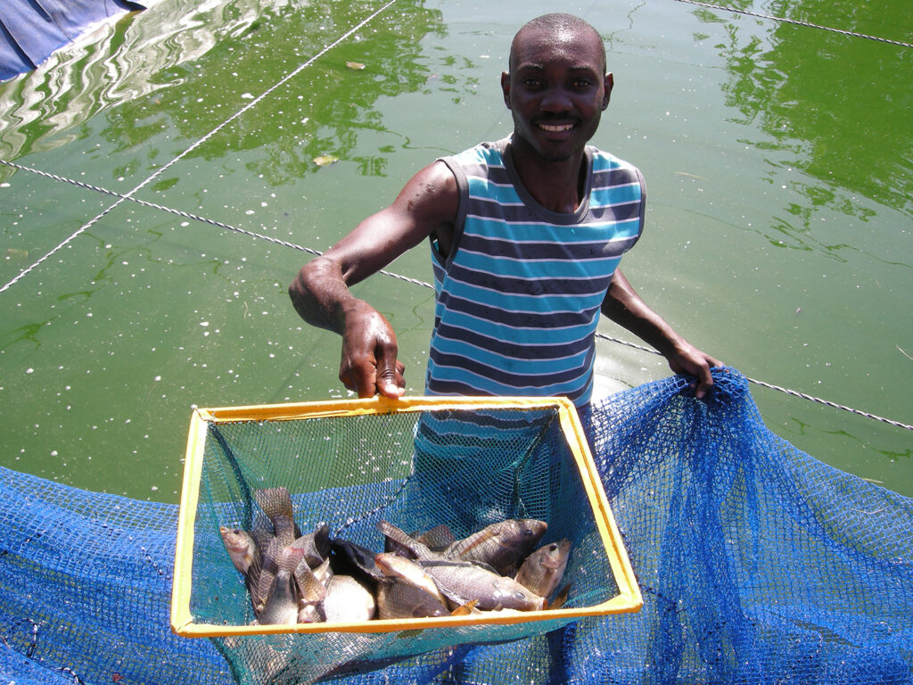 Article image for Investors envision a connected sub-Saharan African tilapia farming industry