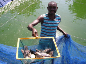 Investors envision a connected sub-Saharan African tilapia farming industry