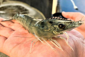 niveles críticos de oxígeno