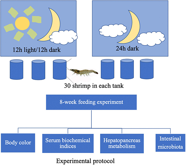 Fig. 1: Diagrama del protocolo experimental utilizado en este estudio.