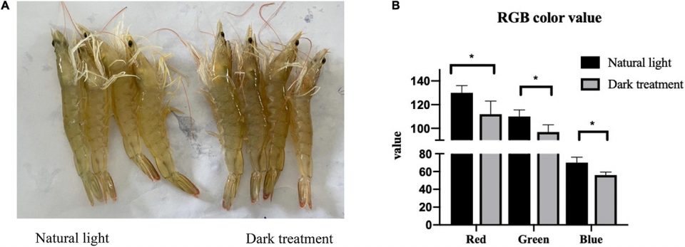 Fig. 2: El color del cuerpo del camarón <em>L. vannamei</em> en nuestro estudio. (A) Imagen capturada por cámaras digitales. (B) Análisis de valores de color rojo, verde y azul (RGB) basados en imágenes. (* indica una diferencia significativa entre dos grupos).
