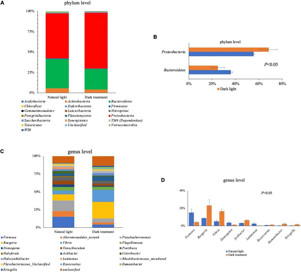 Fig. 3: Resultados del análisis de microbiota intestinal en <em>L. vannamei</em>, incluida la composición bacteriana en los niveles de filo (A) y género (C), con una composición significativamente diferente entre el grupo de luz natural y el grupo de tratamiento oscuro en el filo (B ) y género (D) niveles. Modificado del original.