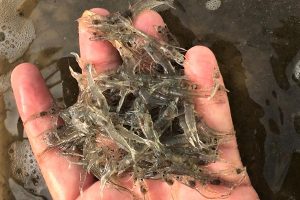 ciclos de luz y oscuridad