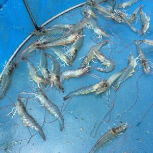 New tool aims to identify and reduce impact of chemicals and diseases in aquaculture