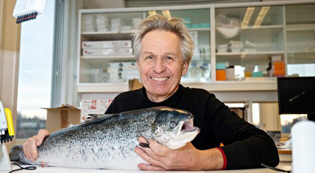 sterile farmed salmon