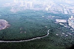 Modeling future carbon emissions from global mangrove forest loss