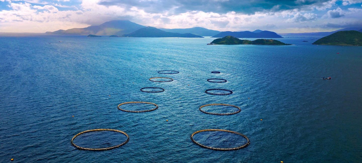 heat-tolerant salmon