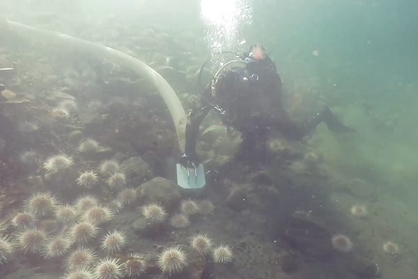 sea urchin vacuum