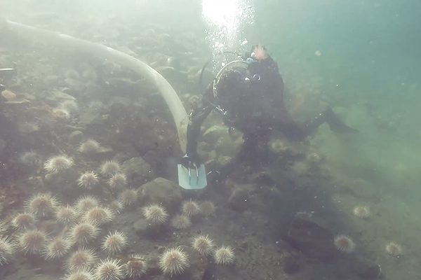 Article image for The seafood technology we didn’t know we needed: a sea urchin vacuum