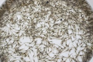 Microencapsulated organic acids and salts can benefit Pacific white shrimp production