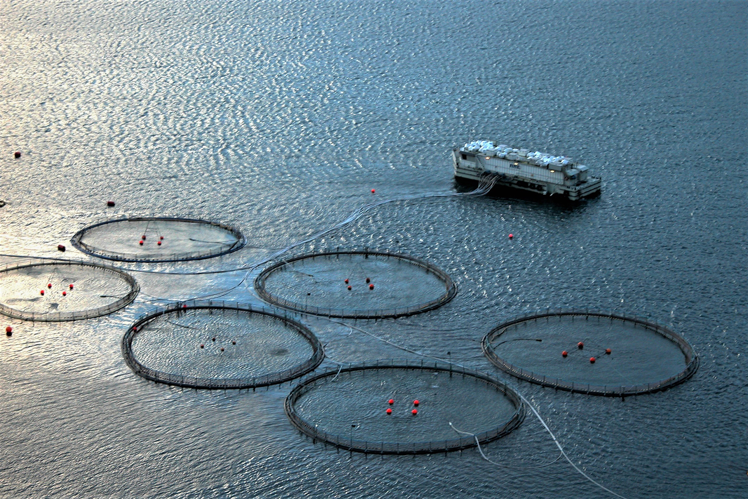 mariculture production