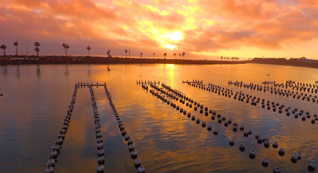 Article image for As ocean acidification threatens the shellfish industry, this California oyster farm is raising oysters resistant to climate change