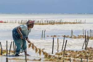 nature-based solutions