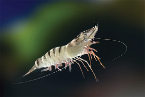 Ridley wins environmental award for fish-free prawn diet