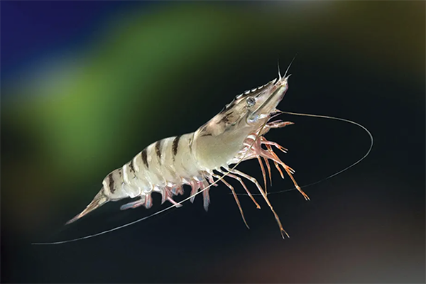 Article image for Ridley wins environmental award for fish-free prawn diet