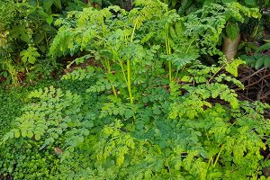 moringa leaf extract