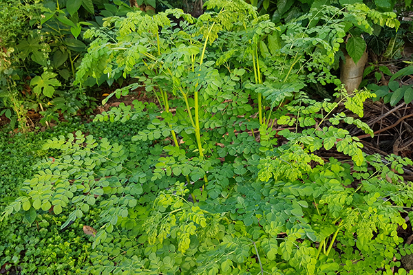 extracto de hoja de moringa