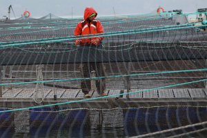 NOAA: ‘Marine finfish aquaculture has no adverse impact on native species in Puget Sound’