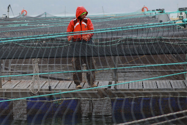 Article image for NOAA: ‘Marine finfish aquaculture has no adverse impact on native species in Puget Sound’