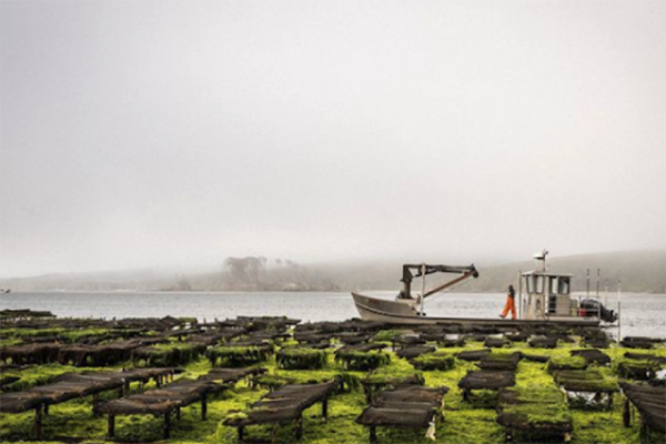 Article image for NOAA releases new marine aquaculture permitting guide