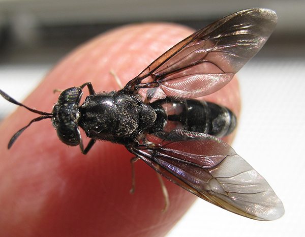 Article image for Comparing the nutritional value of black soldier fly larvae meal processed with spray- and oven-drying methods