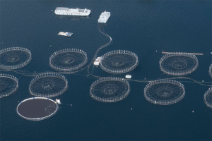 Tasmania passes bill to support offshore marine aquaculture research
