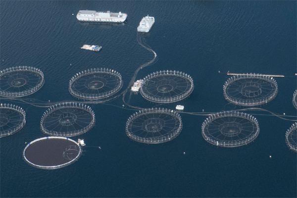 Article image for Tasmania passes bill to support offshore marine aquaculture research