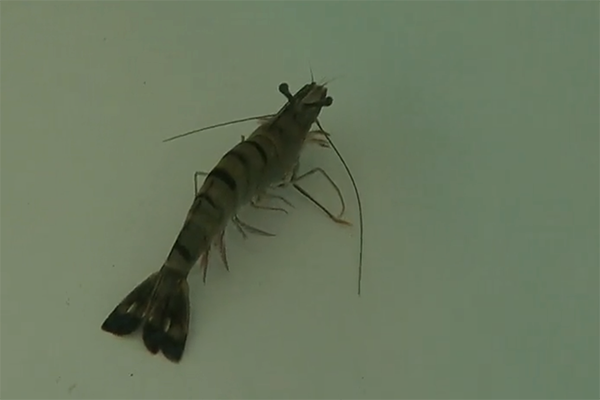 black tiger shrimp