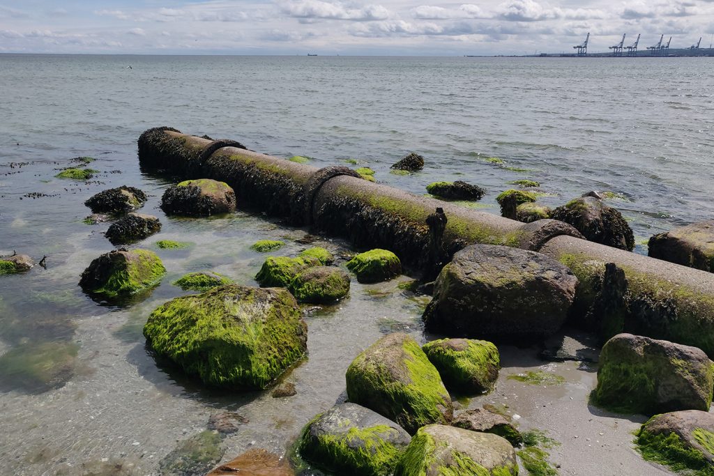 Article image for La acidificación oceánica no es solo una historia de carbono, también se trata de nitrógeno