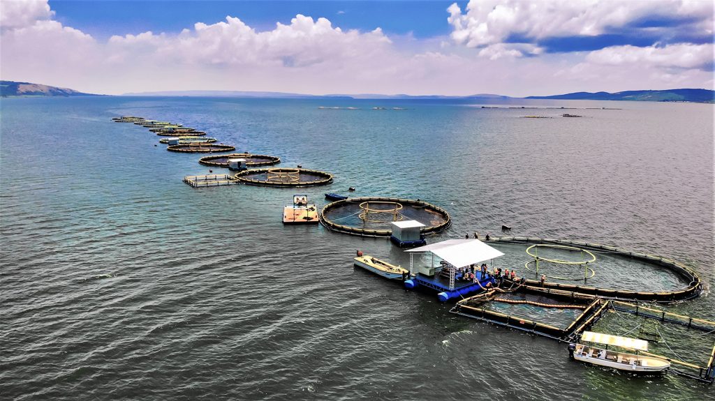 Article image for Global protein production by fisheries and aquaculture