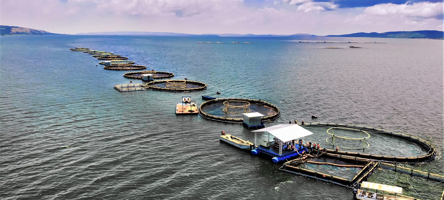 Producción mundial de proteínas