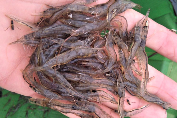 Article image for Evaluando la relación de densidad de siembra de camarón blanco del Pacífico a tres halófitas comestibles en un sistema de acuaponía marina