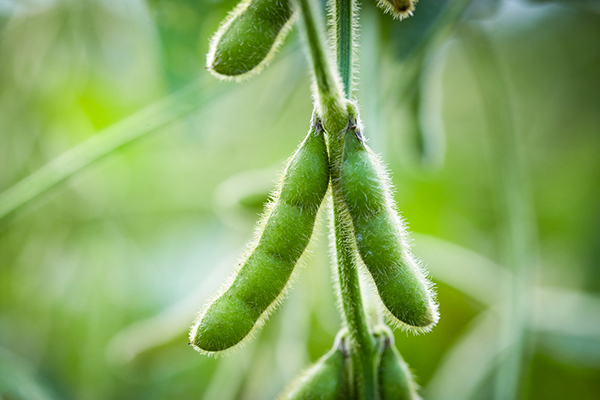 sustainable soy ingredients
