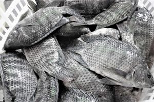 How feed and water additives are used on Egypt’s Nile tilapia farms