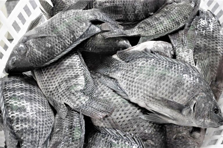 Article image for How feed and water additives are used on Egypt’s Nile tilapia farms