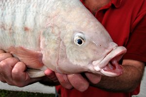 tilapia