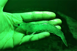 Colored LED lights can influence shrimp growth, water quality in biofloc culture