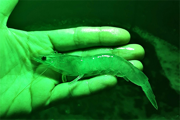 Article image for Colored LED lights can influence shrimp growth, water quality in biofloc culture