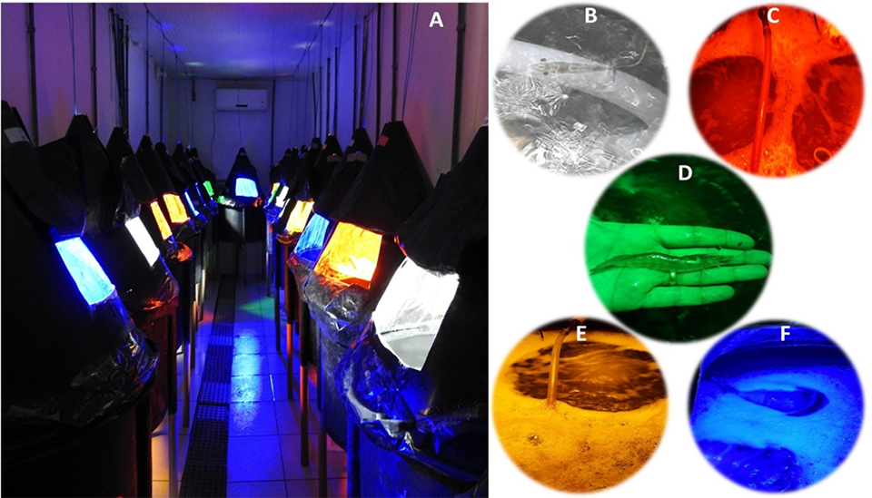 Experimental units: A. View of the experimental units, described as a “Shrimp Party.” Experimental units with different colored LED lights: B: white; C: red; D: green and a 15-days reared shrimp; E: yellow; and F: blue.