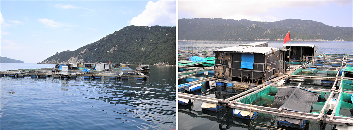 tropical spiny lobster aquaculture