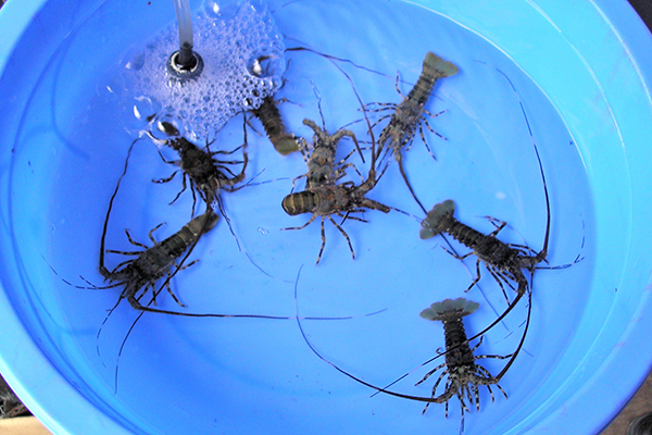 Practical diet formulation and adoption in tropical spiny lobster