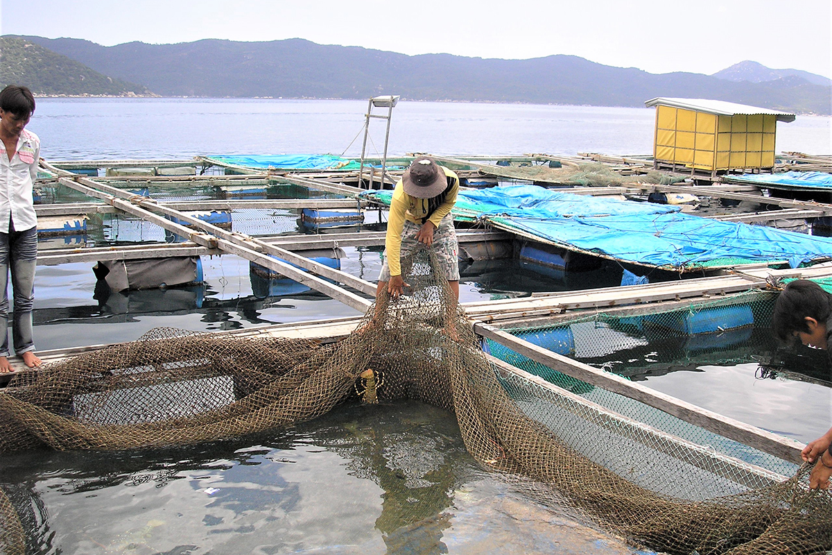 tropical spiny lobster aquaculture