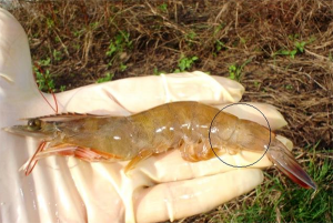 An update on vibriosis, the major bacterial disease shrimp farmers face