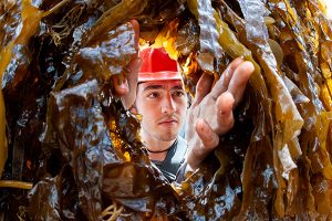 SAMS opens the first-ever Seaweed Academy and an algae-focused lab in Scotland