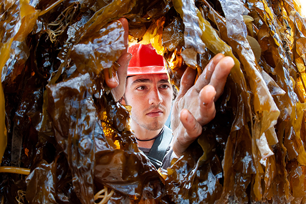 Article image for SAMS opens the first-ever Seaweed Academy and an algae-focused lab in Scotland