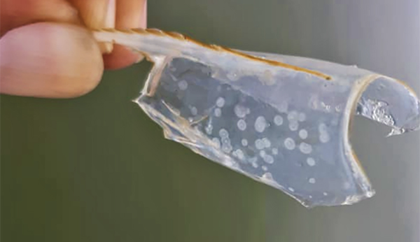 wssv diagnostic tool