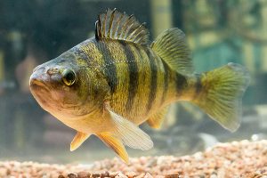 Yellow perch can expel microplastics from their bodies – but with negative consequences