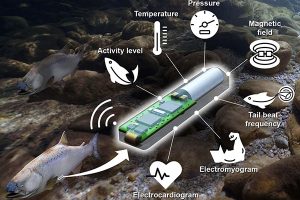 Pacific Northwest National Laboratory launches ‘first-of-its-kind’ biotelemetric fish fitness tracker