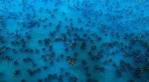 kelp forest canopy