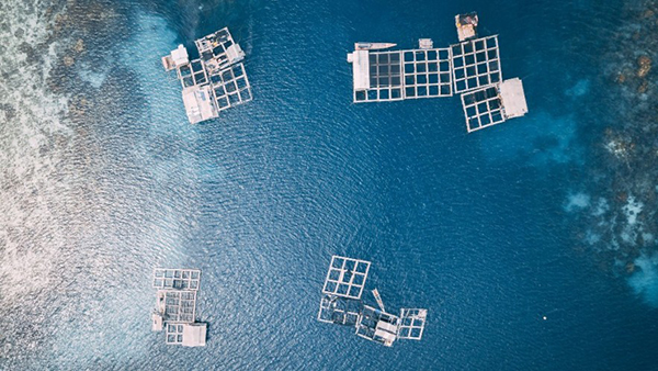 Article image for New ‘plug-and-play’ digital aquaculture system promises semi-autonomous operation